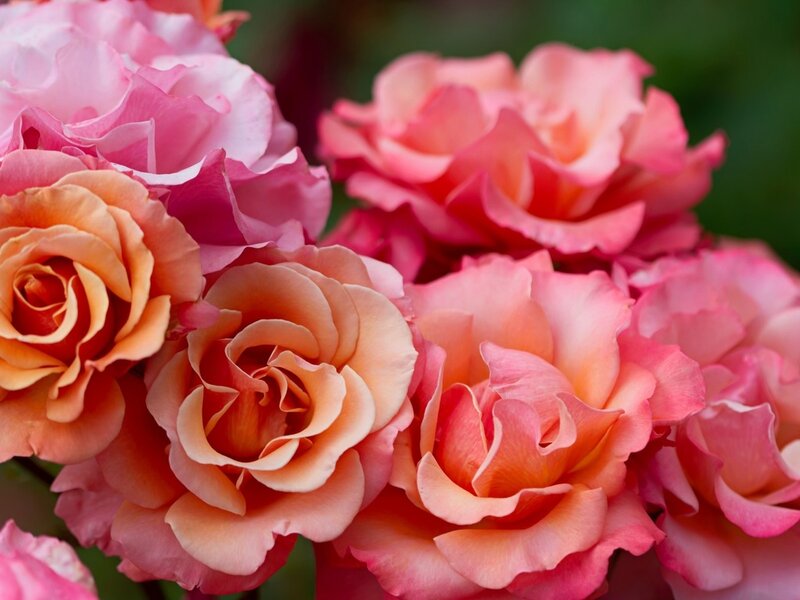 Pink and Orange Roses — Calm