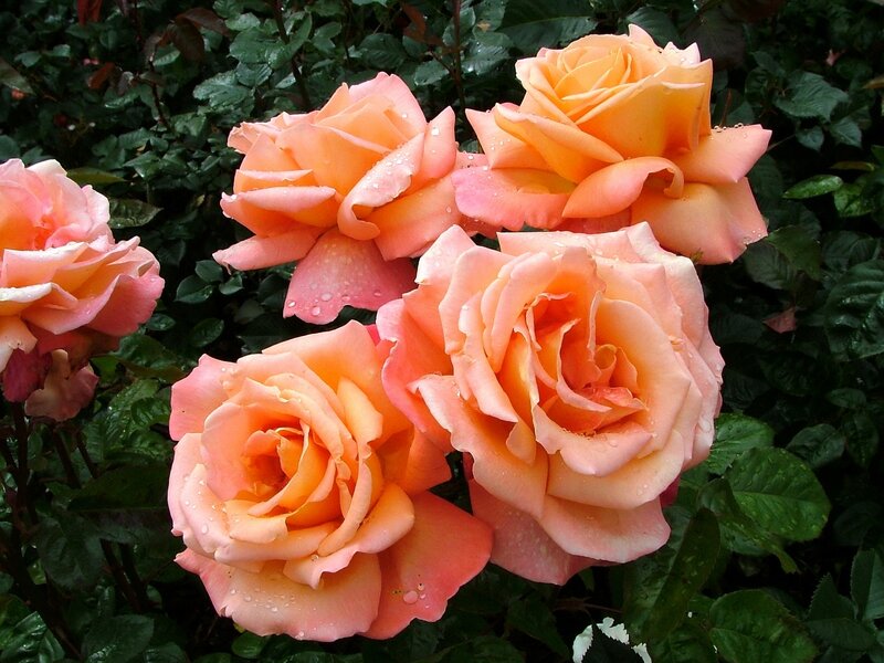 Pink and orange roses in garden