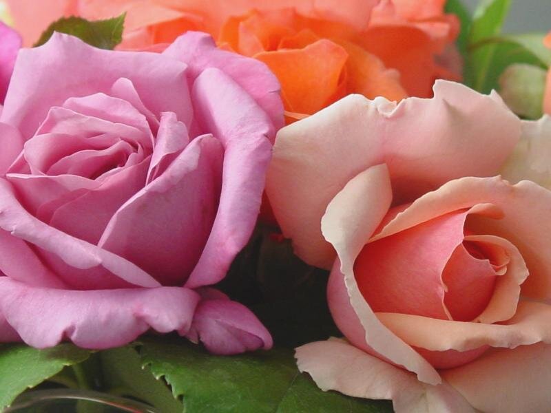 Pink and Orange Roses