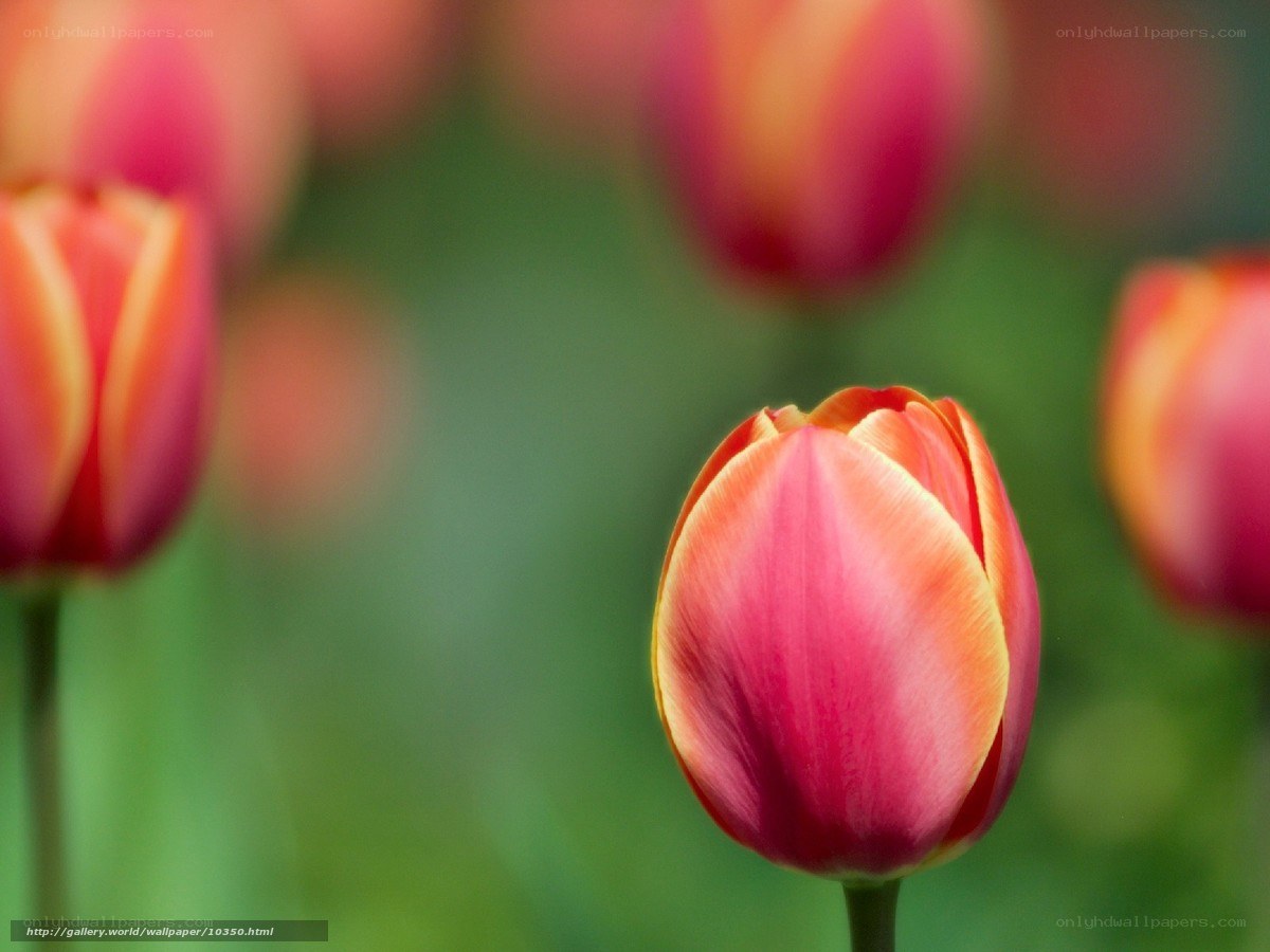 Pink and orange tulip in bloom