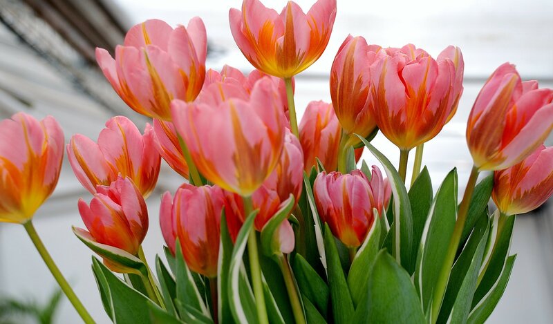 Pink and Orange Tulips — Calm