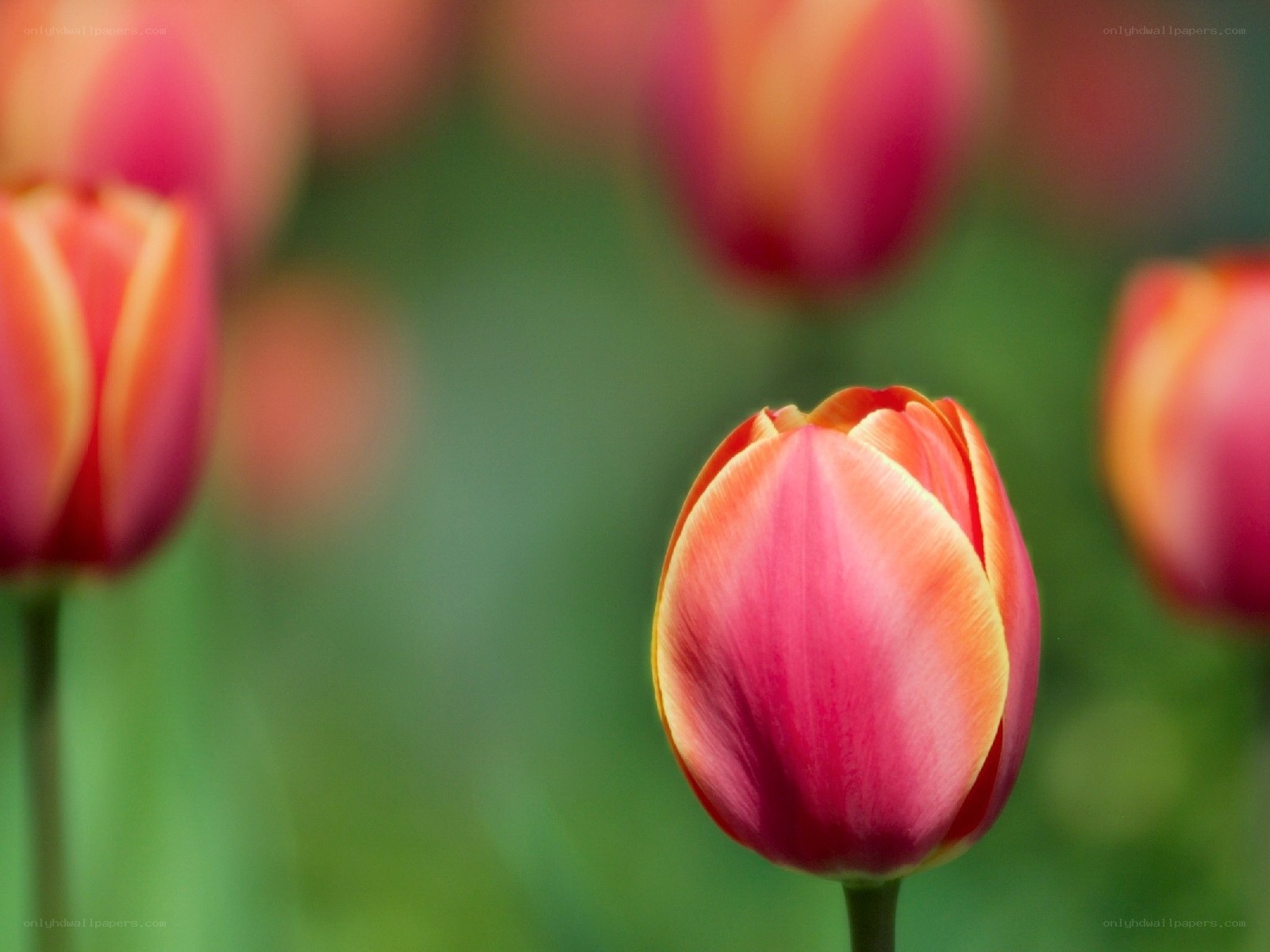 Pink and orange tulips in bloom
