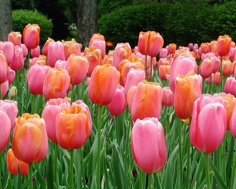 Pink and Orange Tulips — Serene