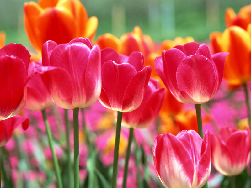 Pink and Orange Tulips