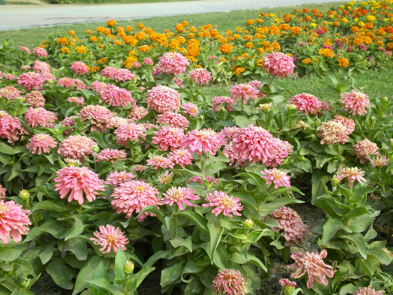 Pink and orange zinnia flowers