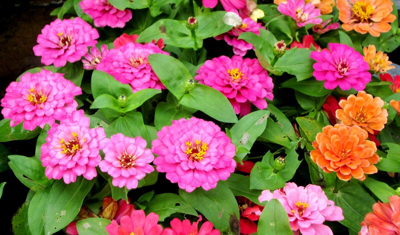 Pink and Orange Zinnia Flowers — Vibrant