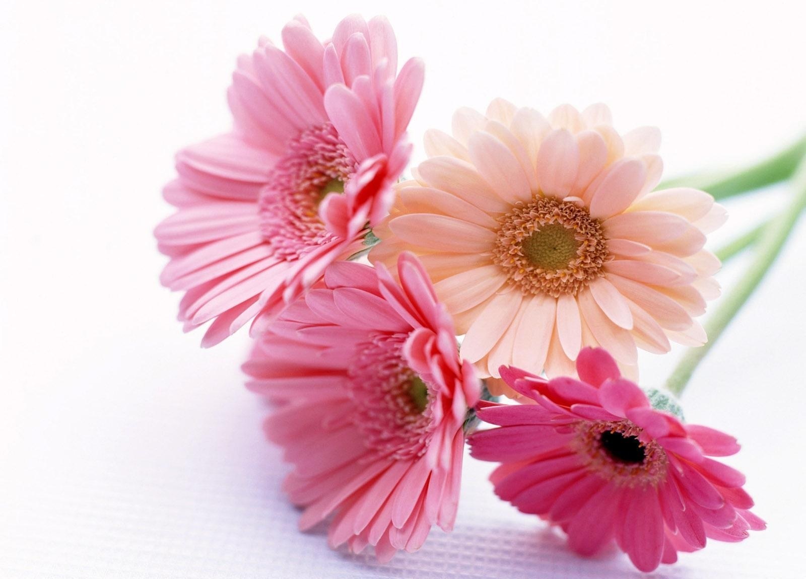 Pink and peach daisies
