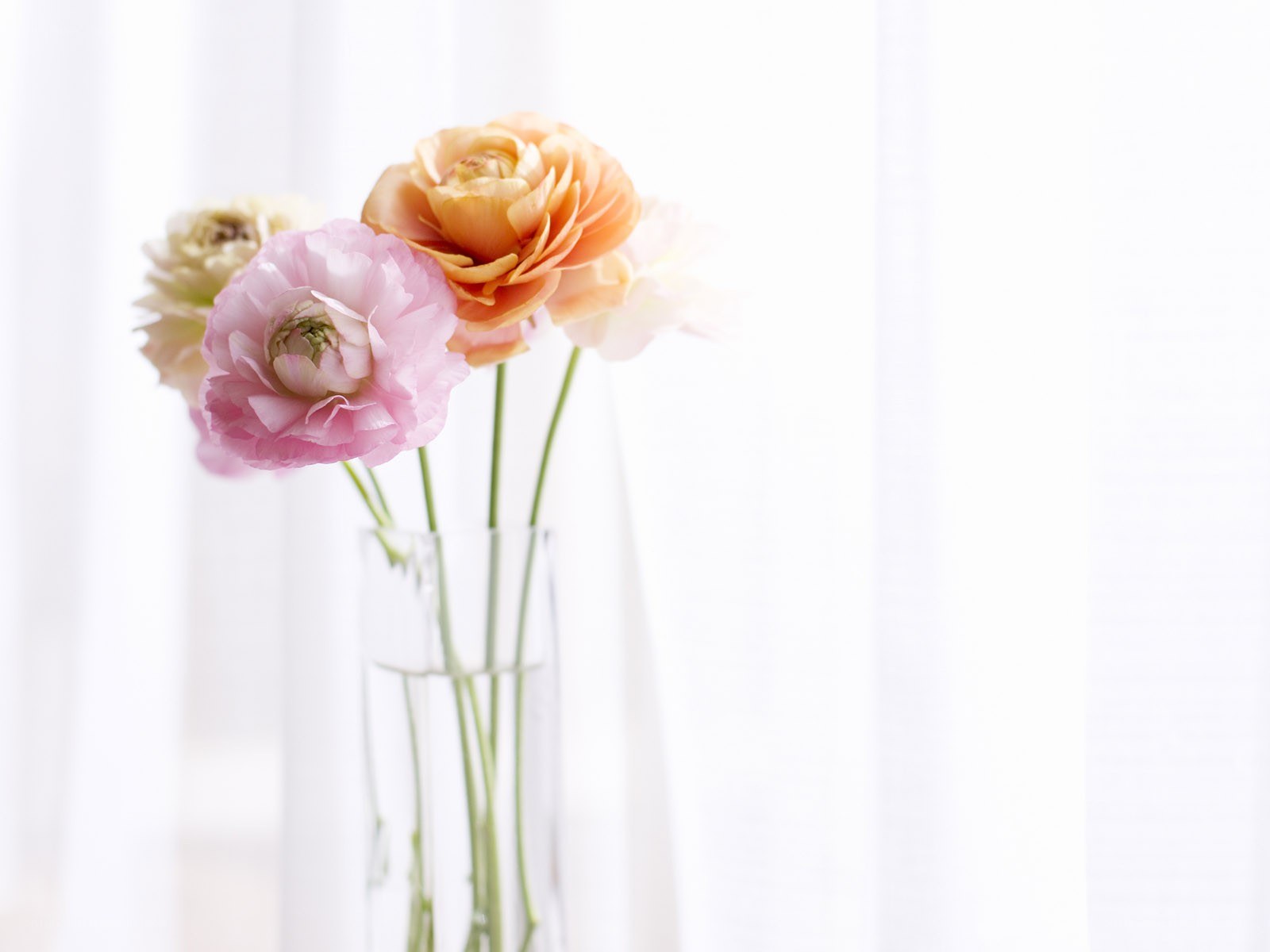 Pink and peach ranunculus flowers