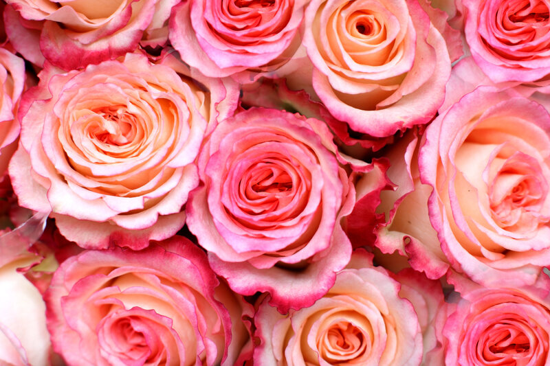 Pink and Peach Roses — Calm, Photograph