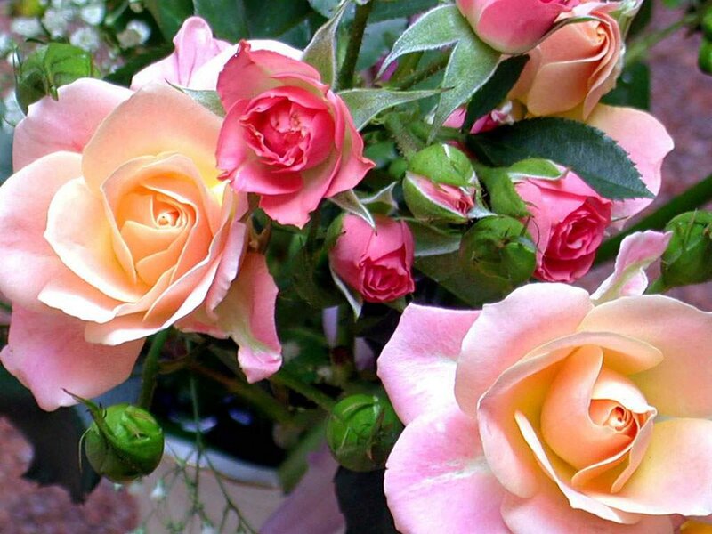 Pink and Peach Roses — Calm, Spring