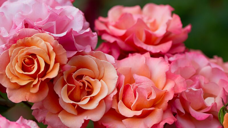 Pink and Peach Roses — Calm