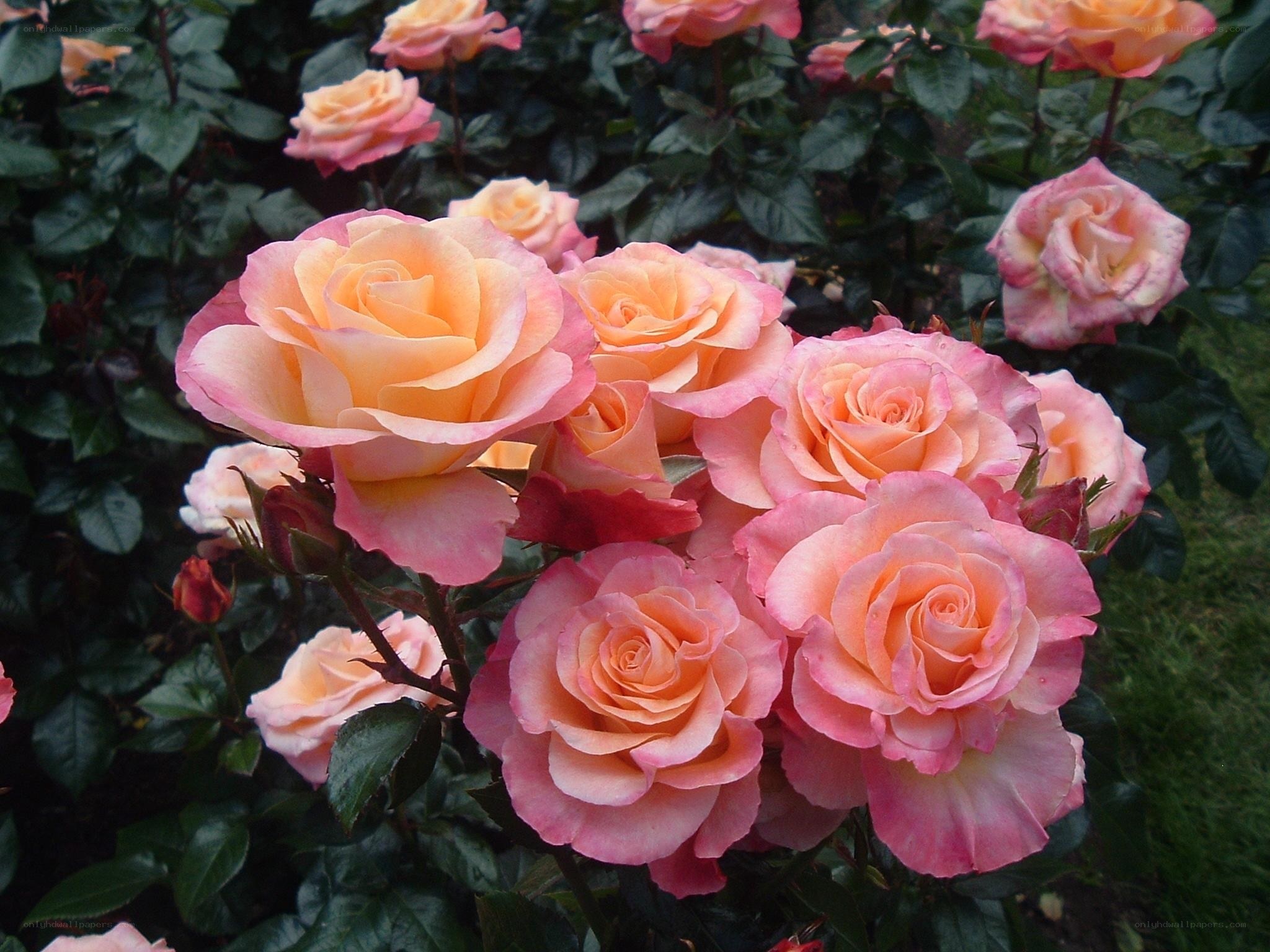 Pink and peach roses in bloom