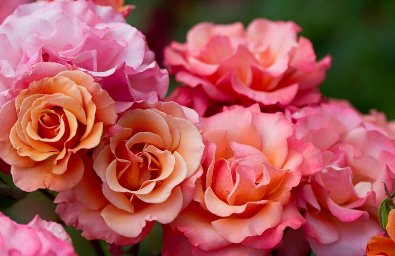 Pink and Peach Roses — Serene, Spring, Photograph