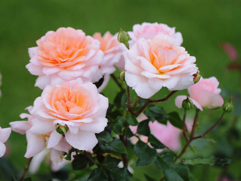 Pink and Peach Roses — Serene, Spring