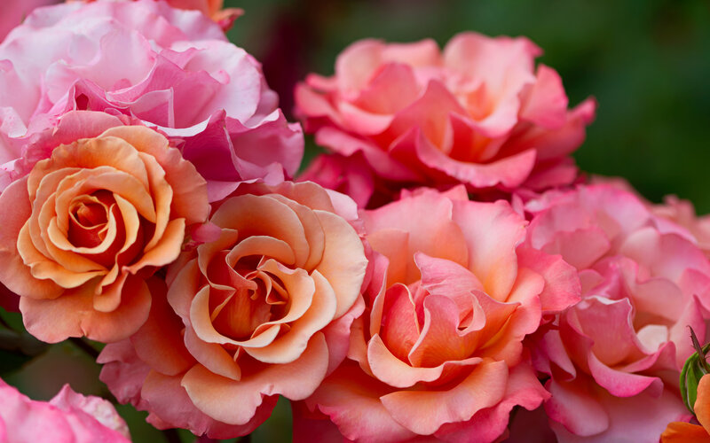 Pink and Peach Roses — Serene