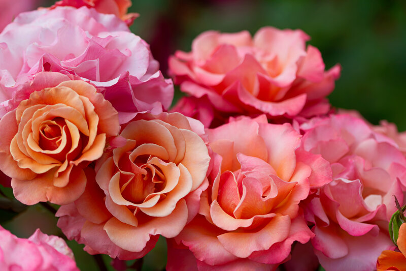 Pink and Peach Roses
