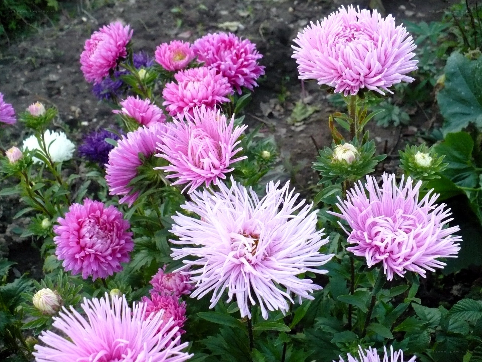 Pink and purple asters in bloom