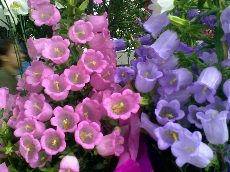 Pink and purple bell flowers