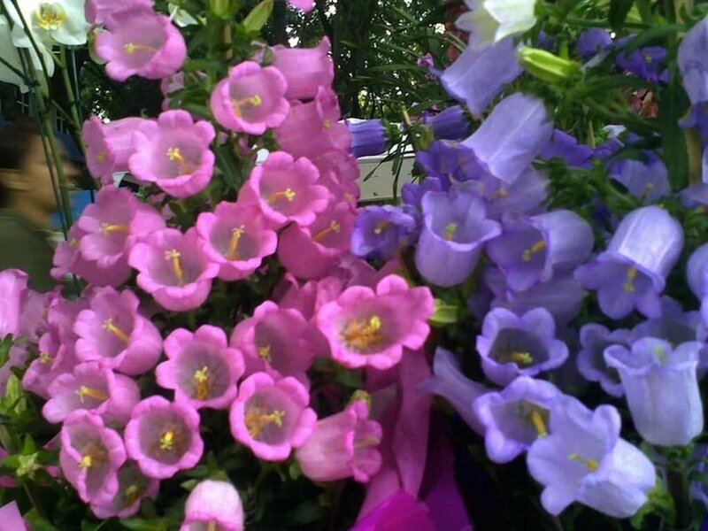 Pink and Purple Bellflowers