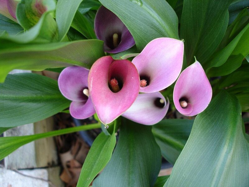 Pink and purple calla lilies