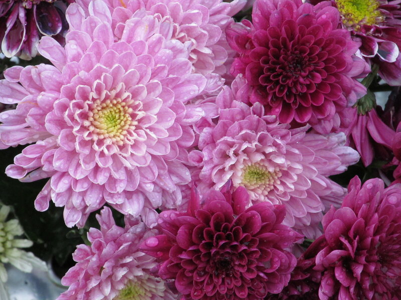 Pink and Purple Chrysanthemums — Calm
