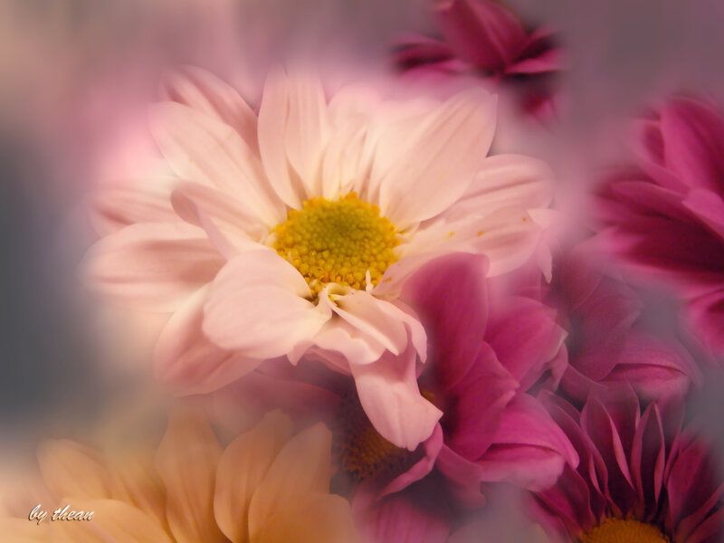 Pink and Purple Chrysanthemums
