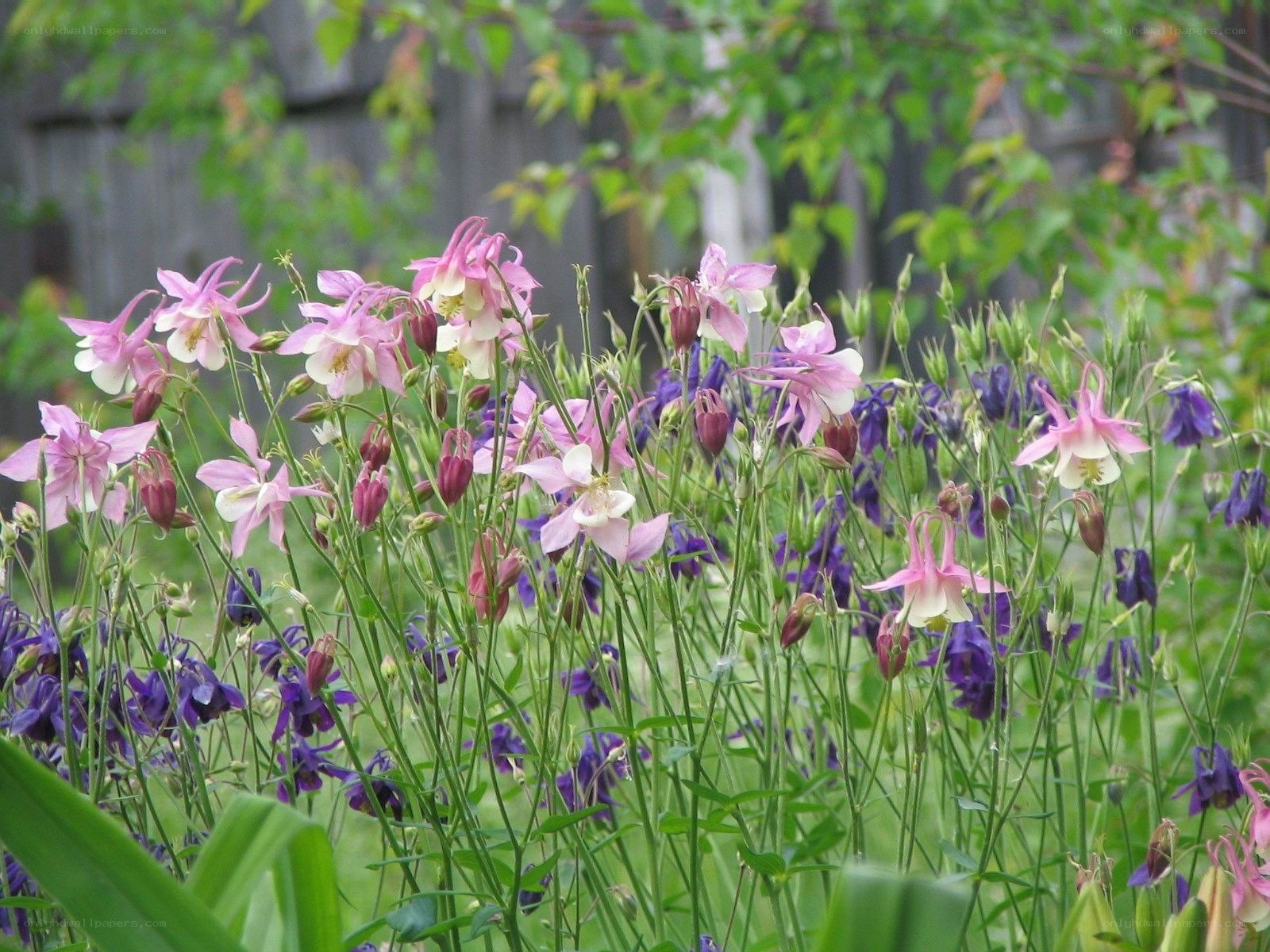Pink and purple columbine flowers