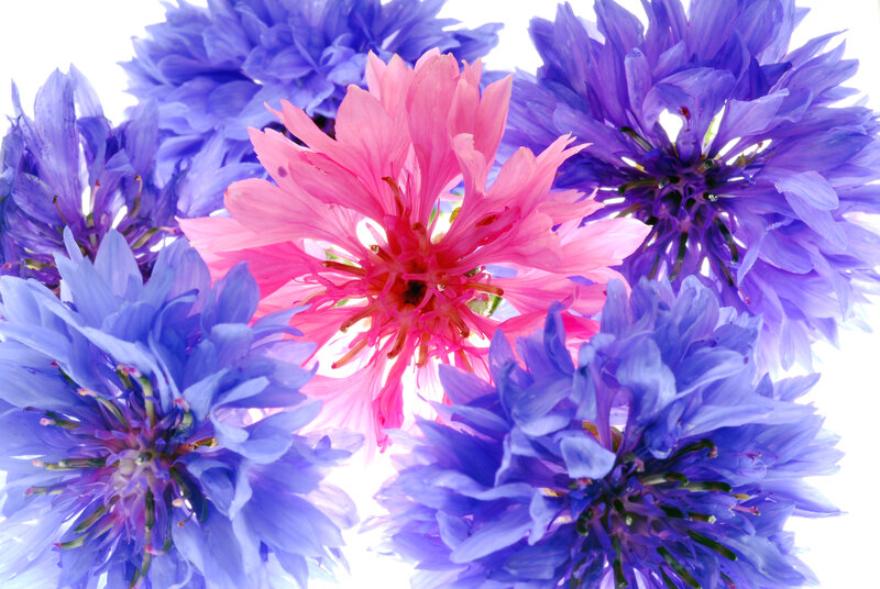 Pink and Purple Cornflowers