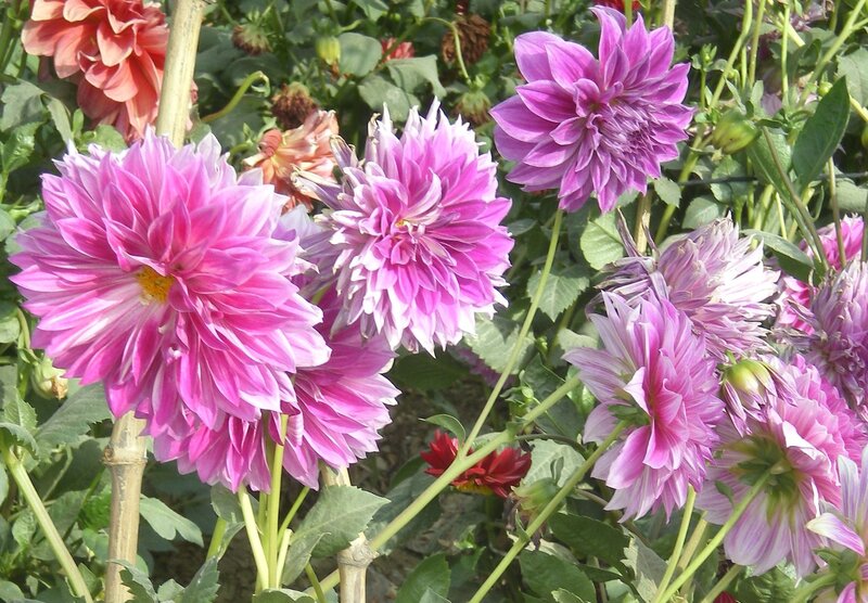 Pink and purple dahlia flowers
