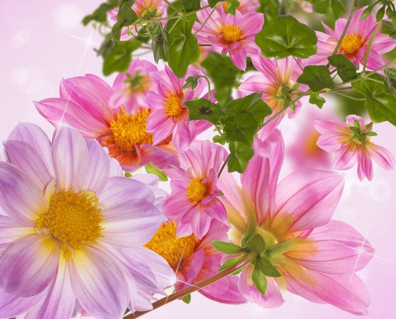 Pink and Purple Dahlia Flowers — Bright