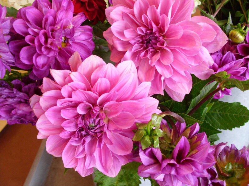 Pink and purple dahlia flowers