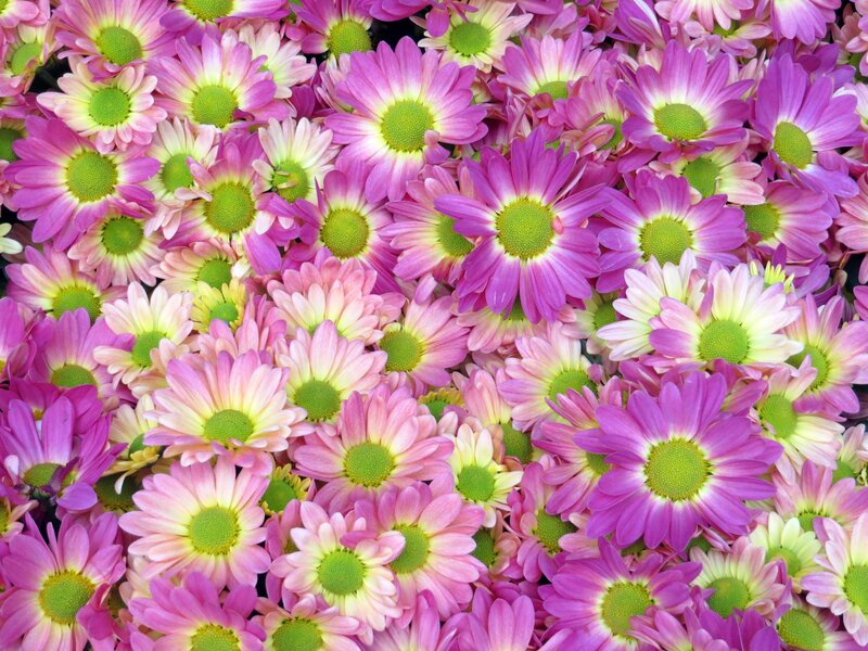 Pink and Purple Daisies
