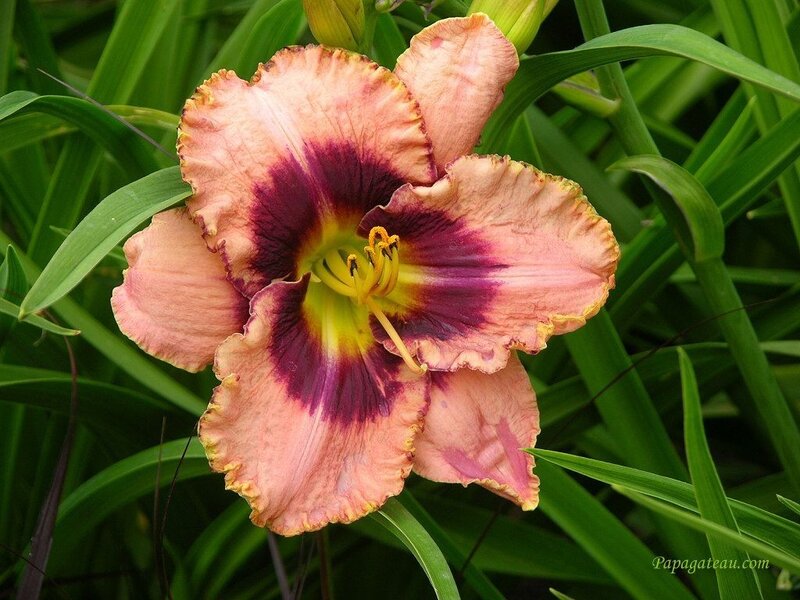 pink and purple daylily flower