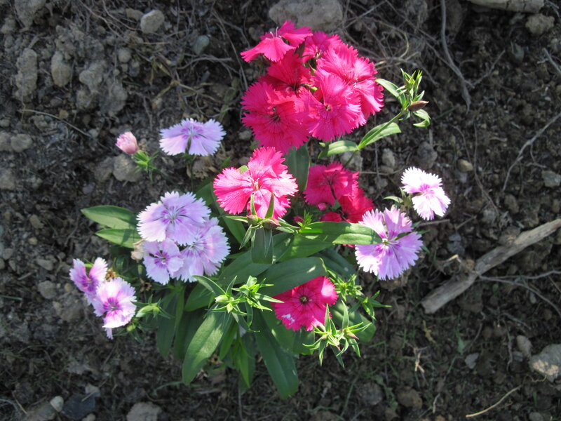 Pink and Purple Dianthus Flowers
