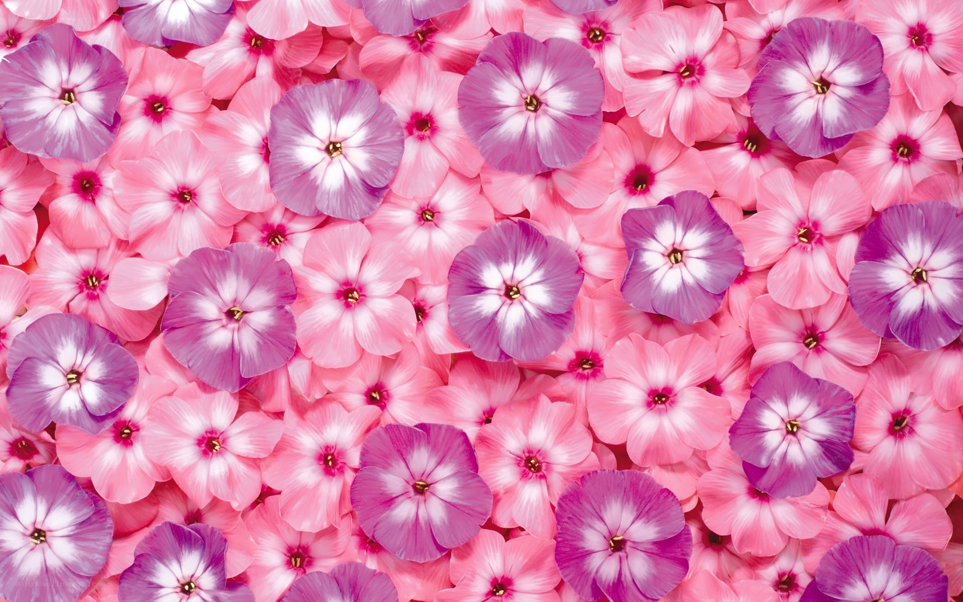 Pink and purple flower pattern