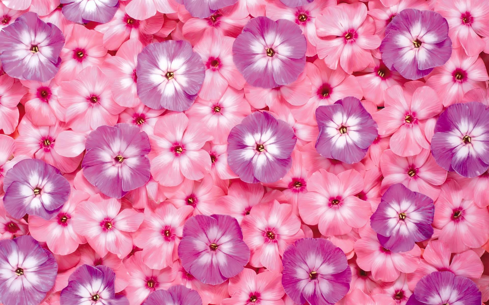 Pink and purple flower pattern