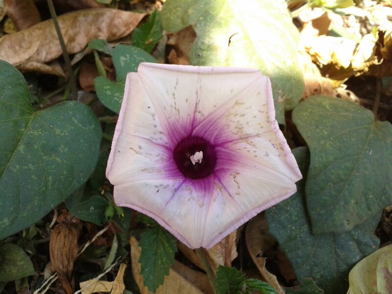 Pink and Purple Flower — White