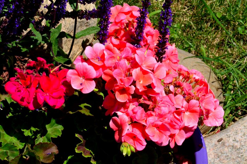 Pink and Purple Flowers — Bright