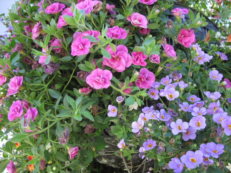 Pink and Purple Flowers — Calm, Afternoon, Photograph