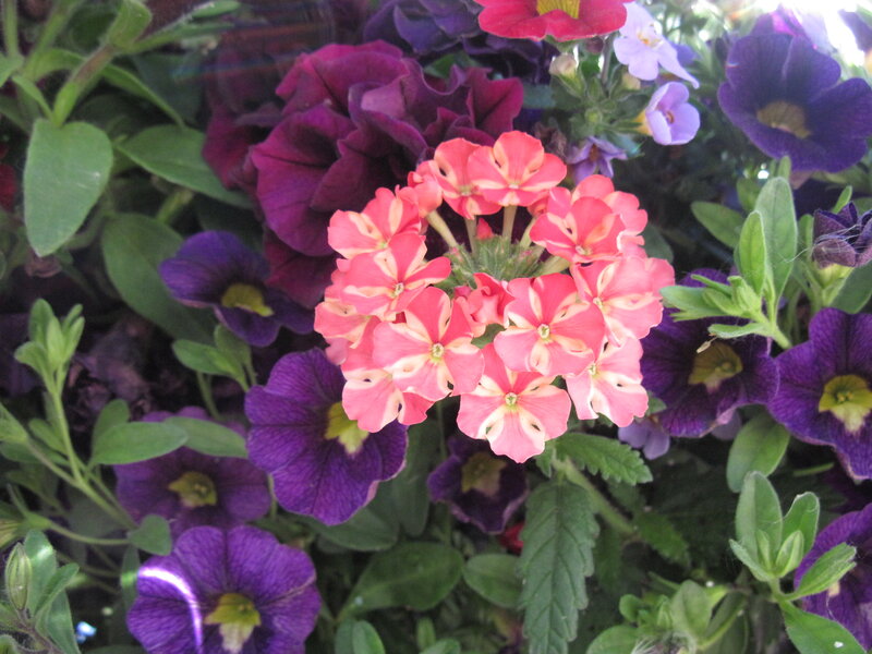 Pink and Purple Flowers — Calm, Afternoon