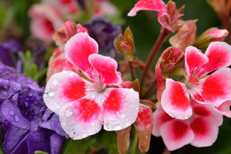 Pink and Purple Flowers — Calm, Morning