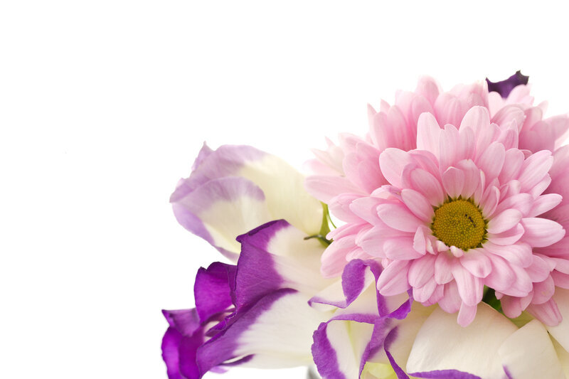 Pink and Purple Flowers — Calm, Photograph, Chrysanthemum