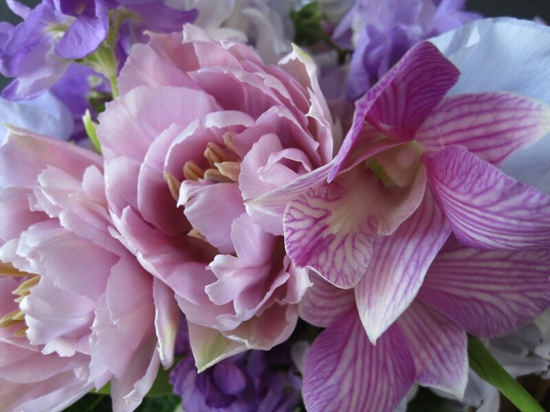 Pink and Purple Flowers — Calm, Photograph, Orchid