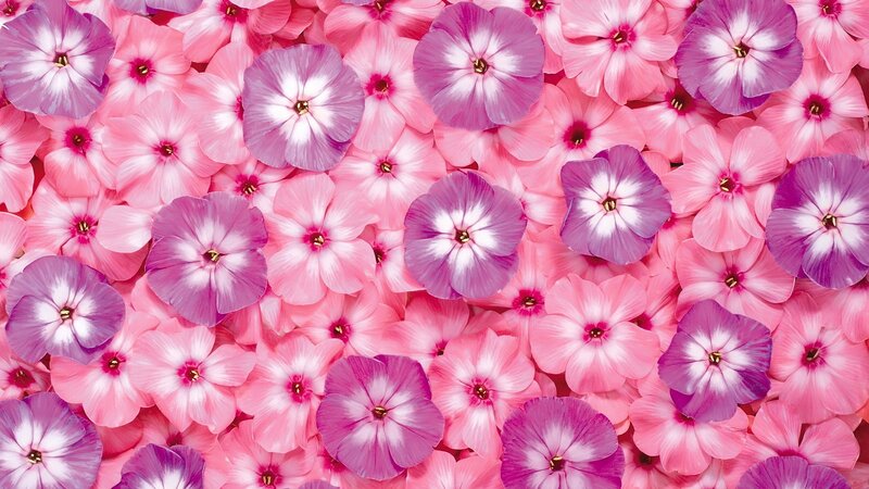 Pink and Purple Flowers — Calm, Photograph, Petals