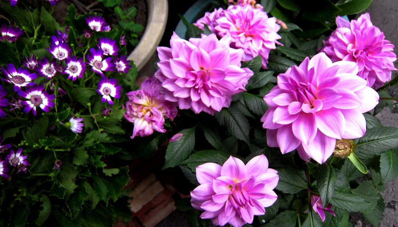 Pink and Purple Flowers — Calm, Photograph