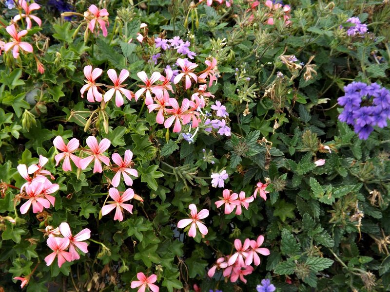 Pink and Purple Flowers — Calm, Spring, Photograph, Green Leaves