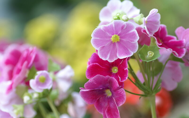 Pink and Purple Flowers — Calm, Spring, Photograph, Green Stems
