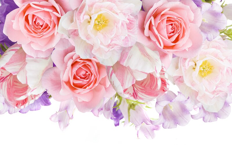 Pink and Purple Flowers — Calm, Spring, Photograph, Roses