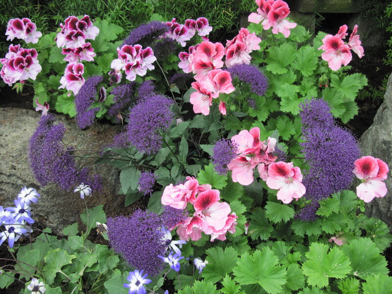 Pink and Purple Flowers — Calm, Spring, Photograph