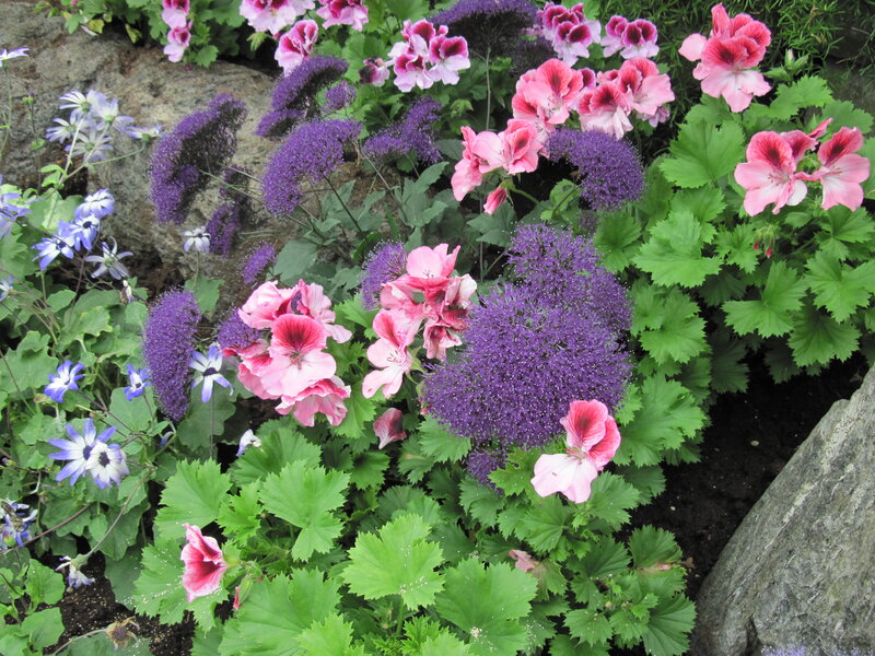 Pink and Purple Flowers — Calm, Spring